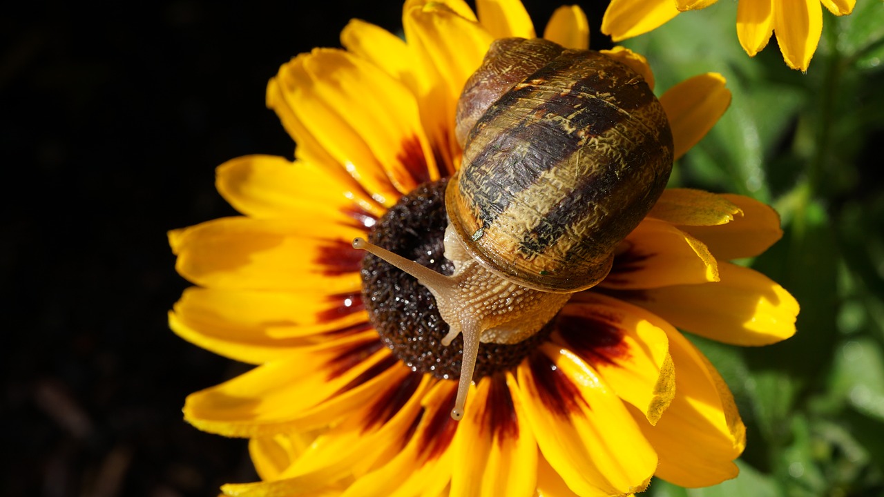 The Role of Biodiversity in Eco-Friendly Gardening